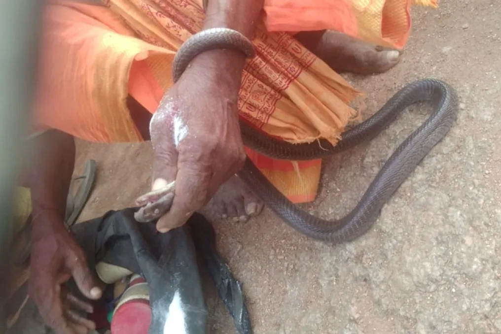 Pescador de cobras idoso morre após ser picado por cobra em Jhaansi