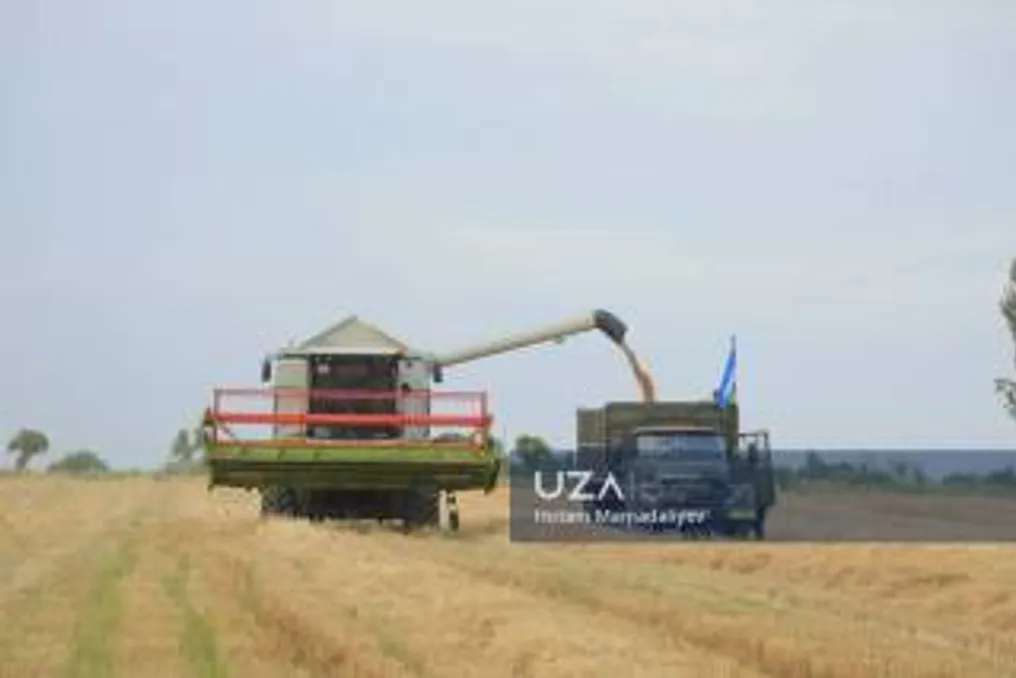 Over 211 thousand tons of grain delivered to the state in Namangan region