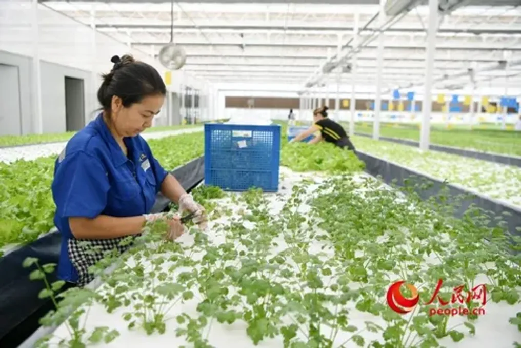 Fazenda inteligente de horticultura em Kuka (Xinjiang) produz vegetais de qualidade e cria empregos