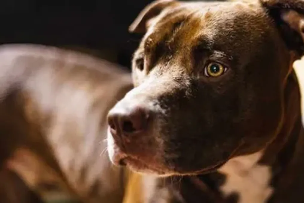 Pitbull xorog'i bilan halokatli hujum Durban atrofidagi shaharchada bo'lib, bunday hayvonlarga egalik qilish haqida xavotirlarni keltirib chiqardi