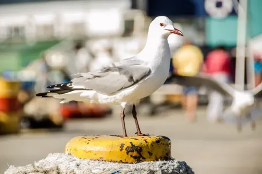 South African public advised to stay away from coast due to avian flu outbreak