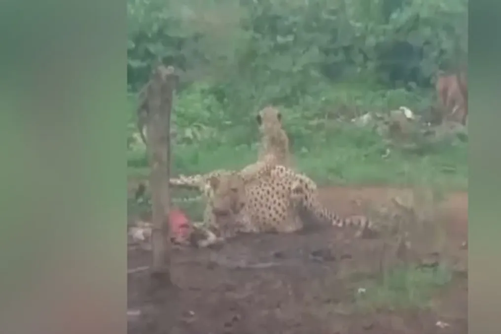 Kuno'dagi yirtqich hayvon tumaniga chiqib, qo'yga hujum qildi; videodan so'ng aholi xavotirda