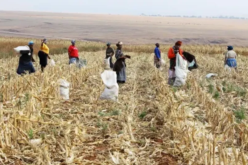 Grain SA Janubiy Afrikadagi ochlik inqirosi fonida import tariflarini himoya qilmoqda