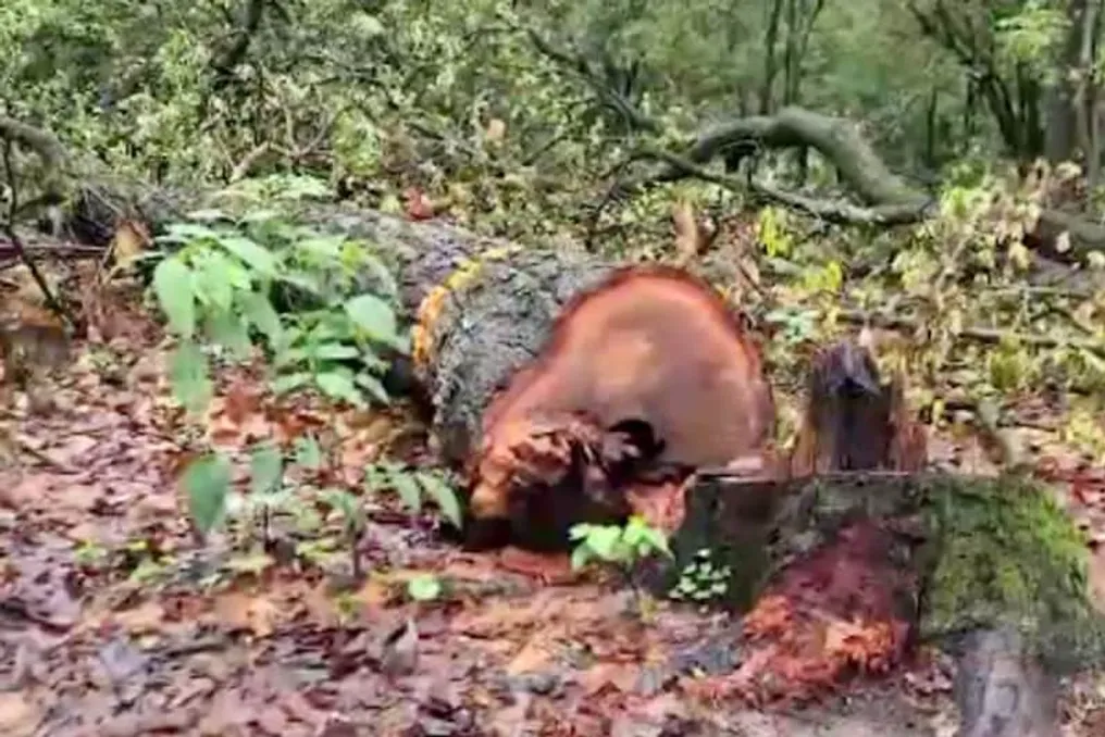 Felling of over 3000 trees has begun on the Dehradun-Rishikesh highway; environmentalists protest