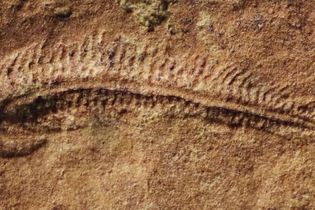 Estudo mostra que animais ediacaranos Spriggina exibiam comportamento lateralizado antigo