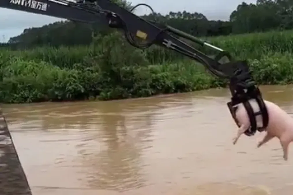 Excavators rescue drifting pigs after typhoon causes destruction in China