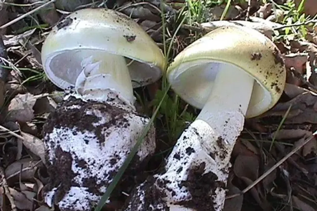 Alertas oficiais sobre intoxicação fatal por cogumelos Death Cap no Cabo Ocidental