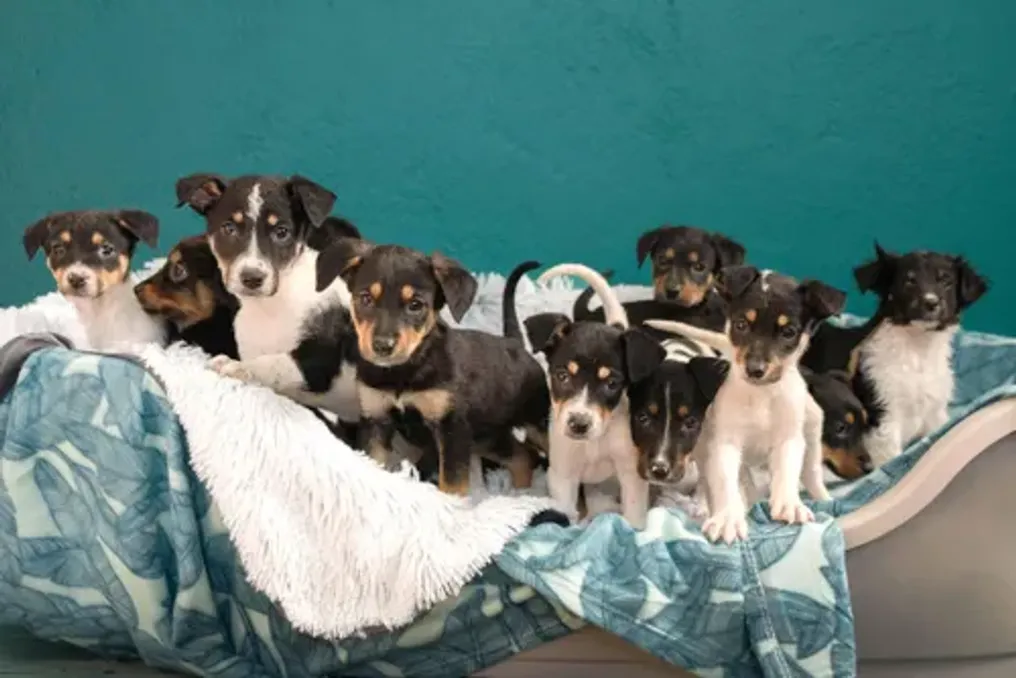 Приют Tears Animal Rescue призывает принять или взять на воспитание собак из-за переполненности помещений