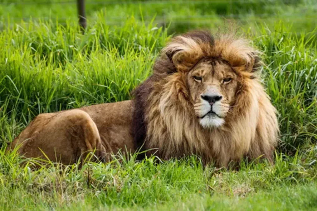 Drakenstein Lion Park запускает кампанию по сбору средств из-за спора о разрешении от CapeNature