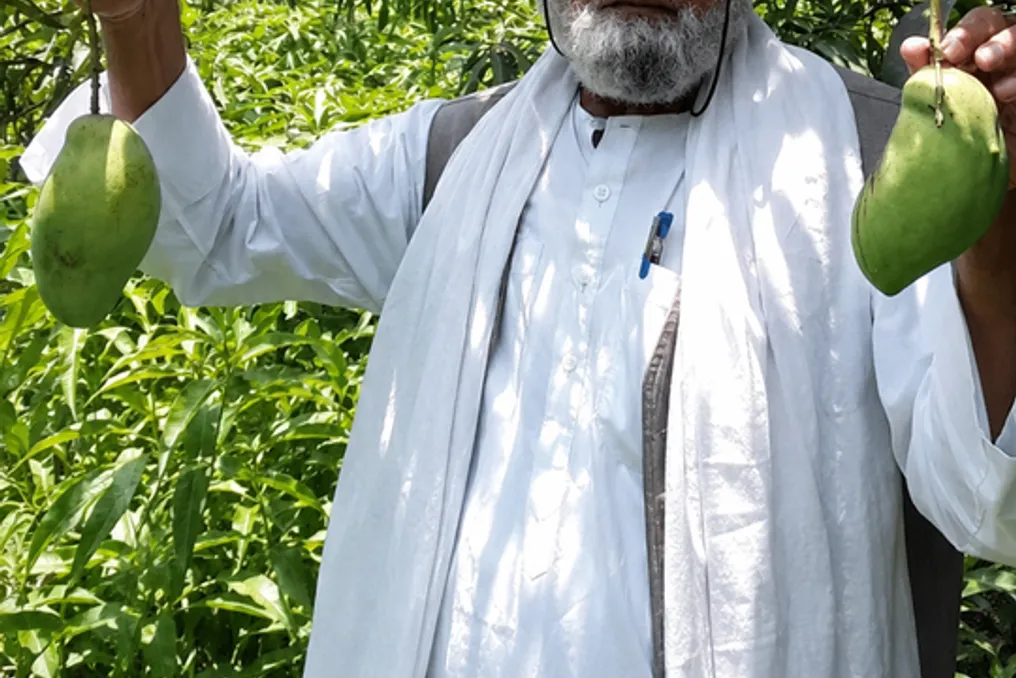 Farmer Kalimullah Khan in Uttar Pradesh grew over 350 mango varieties on one tree