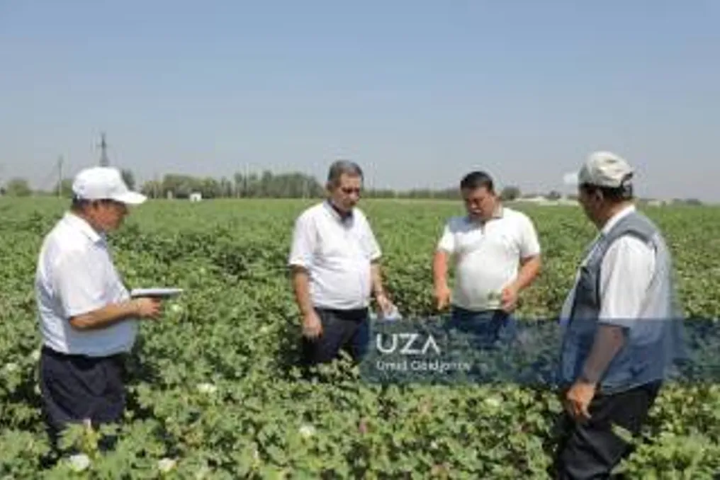 Seminar in Syrdarya Dedicated to Increasing Cotton Yield Using Innovative Technologies