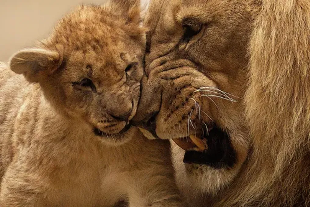 Ezemvelo KZN Wildlife предлагает маркировку львов для решения проблемы конфликта между человеком и дикой природой