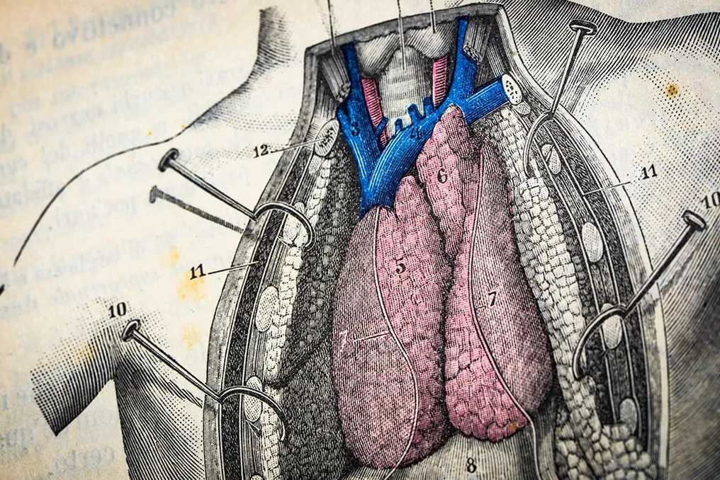 Glândula timoide, que atrofia com a idade, pode ser fundamental para a longevidade humana