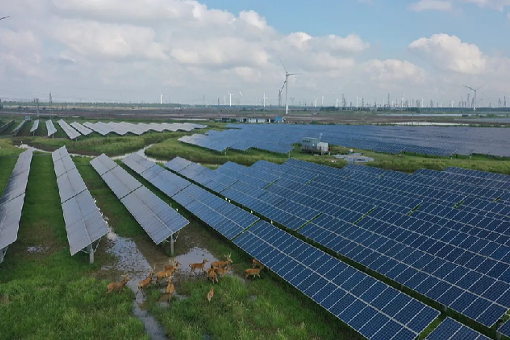 Xitoyning yashil islohotlari mamlakatning energiya kelajagini o'zgartirmoqda va global bosimni kamaytirishmoqda