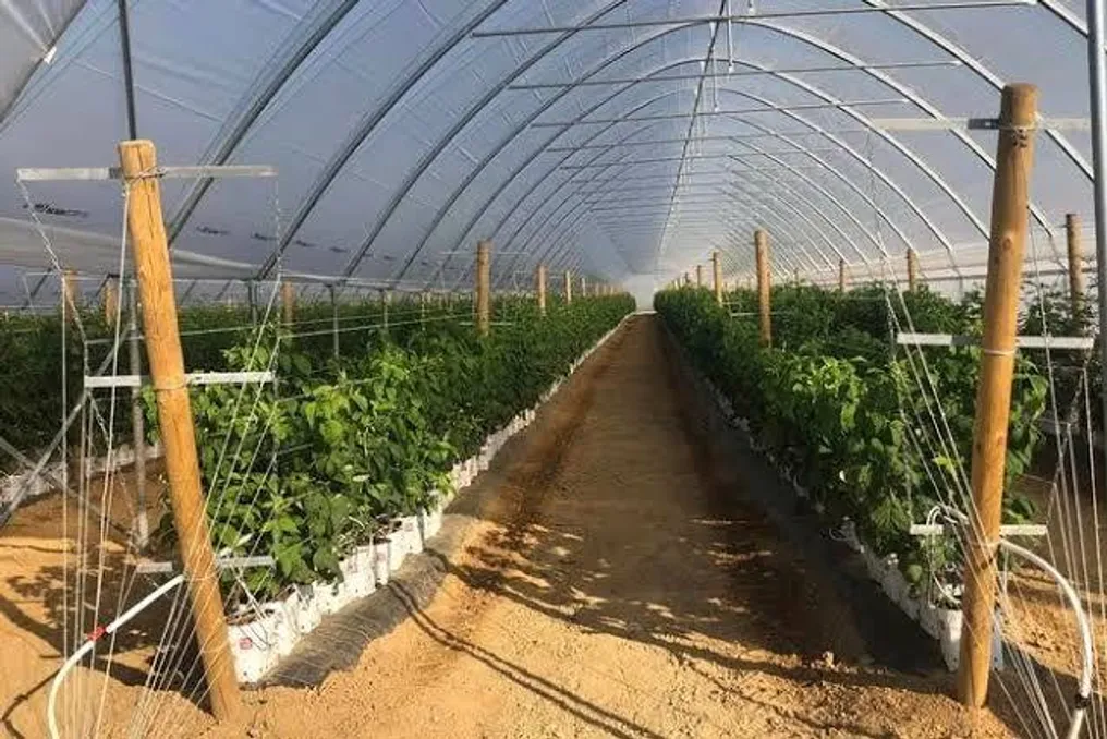 ताशकंद और क्षेत्र में कुछ ग्रीनहाउसों पर संपत्ति और भूमि कर दस गुना बढ़ सकता है