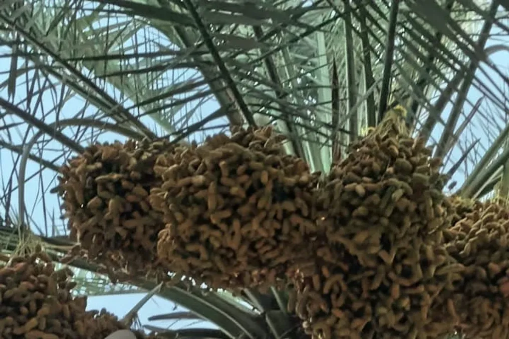 UAE Fig Season Begins: Farmers Combine Traditional Methods and Modern Technology