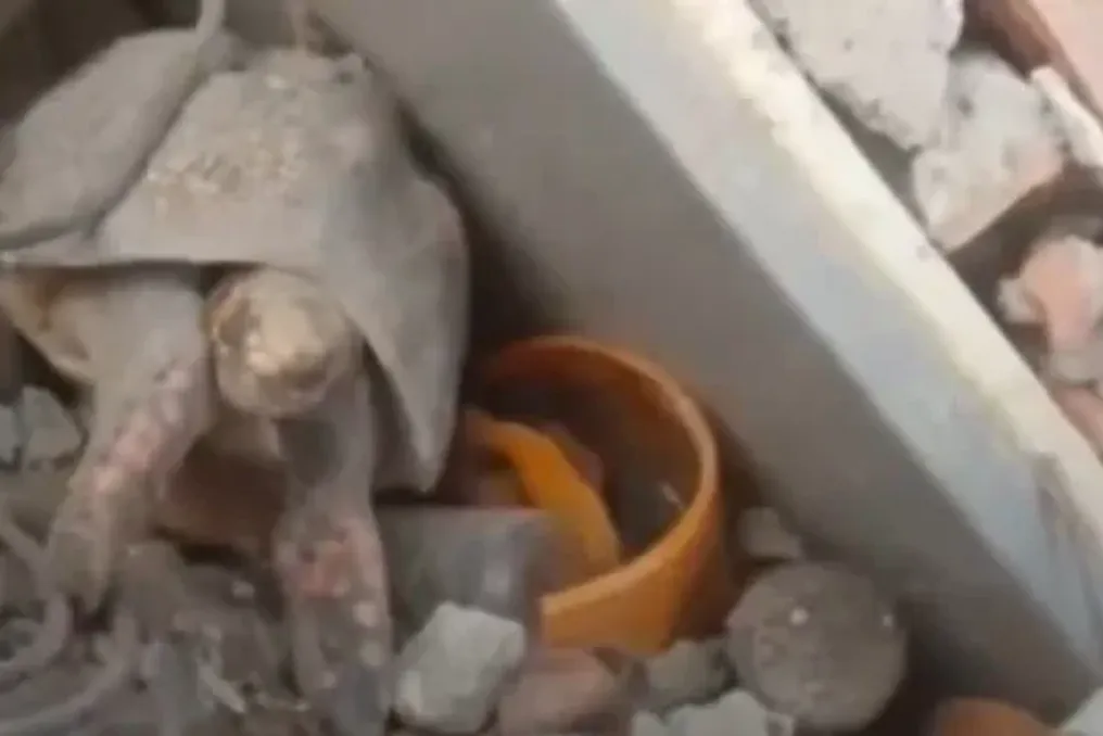 वेनेज़ुएला में भूकंप के बाद एक महीने से अधिक समय बाद पस्कुअलीना नामक कछुए को मलबे से बचाया गया