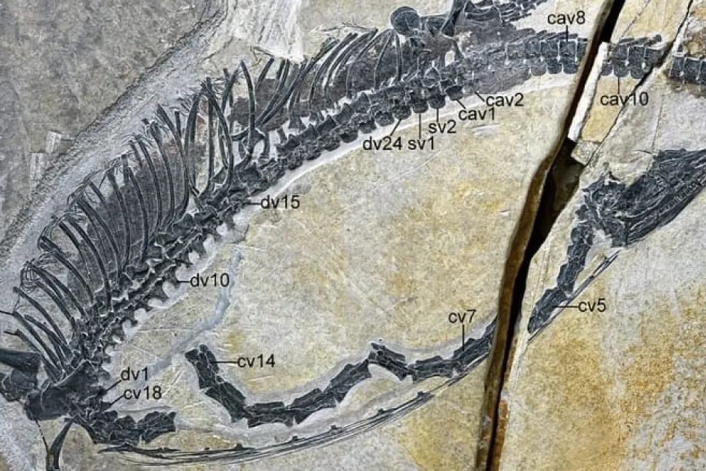 Paleontólogos encontram sistema digestivo bem preservado de réptil marinho que viveu há 245 milhões de anos