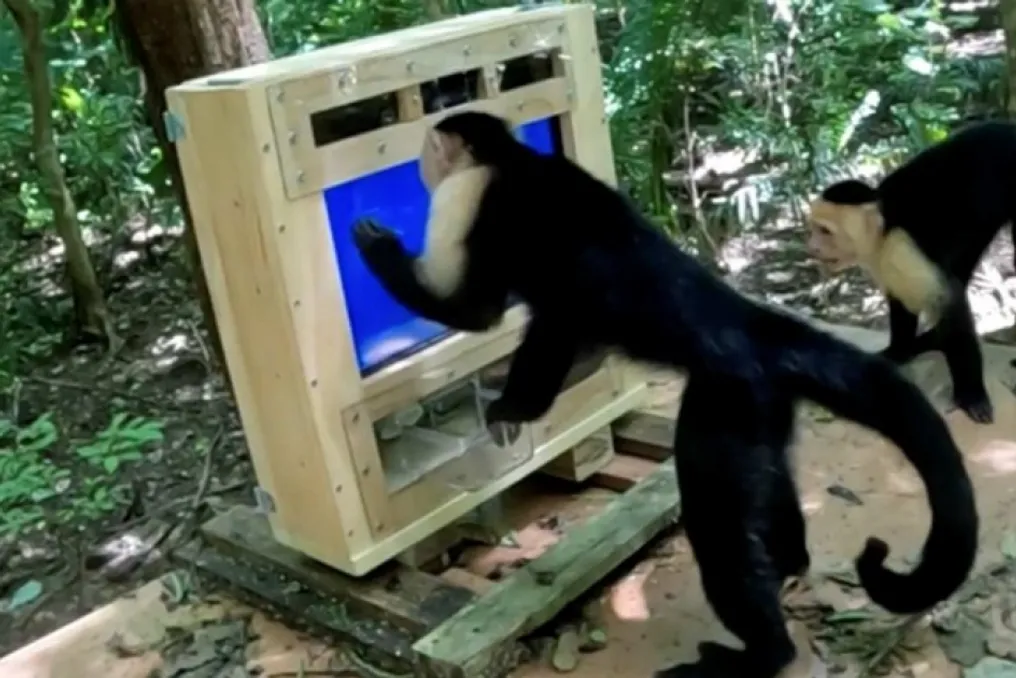 Desenvolveram o dispositivo CapuchinAI 1.0 para testes de campo em macacos com função de reconhecimento facial