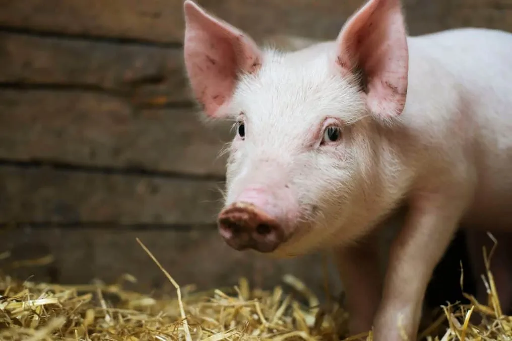 Scientists successfully transferred meat protein into lettuce and tobacco leaves using genetic engineering