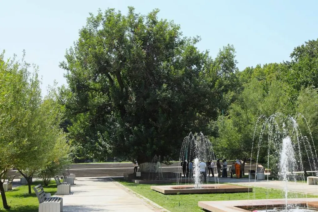 Old mulberry in 'Blue Domes' square in Tashkent recognized as a natural monument