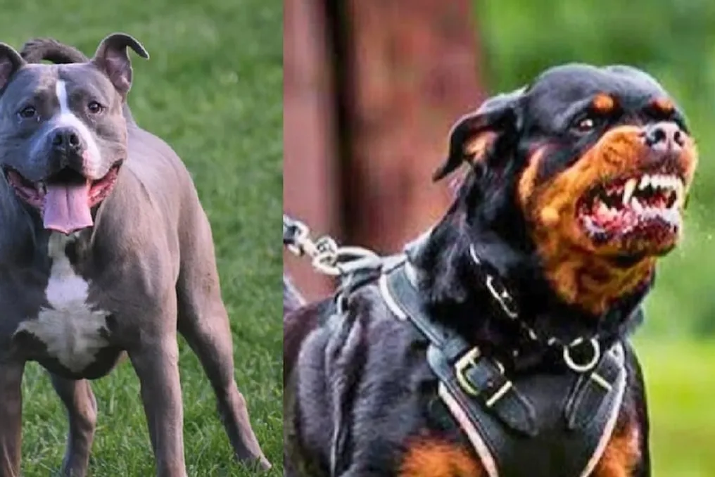 Discussion on Restrictions for Pitbulls and Rottweilers Due to Attack Incidents