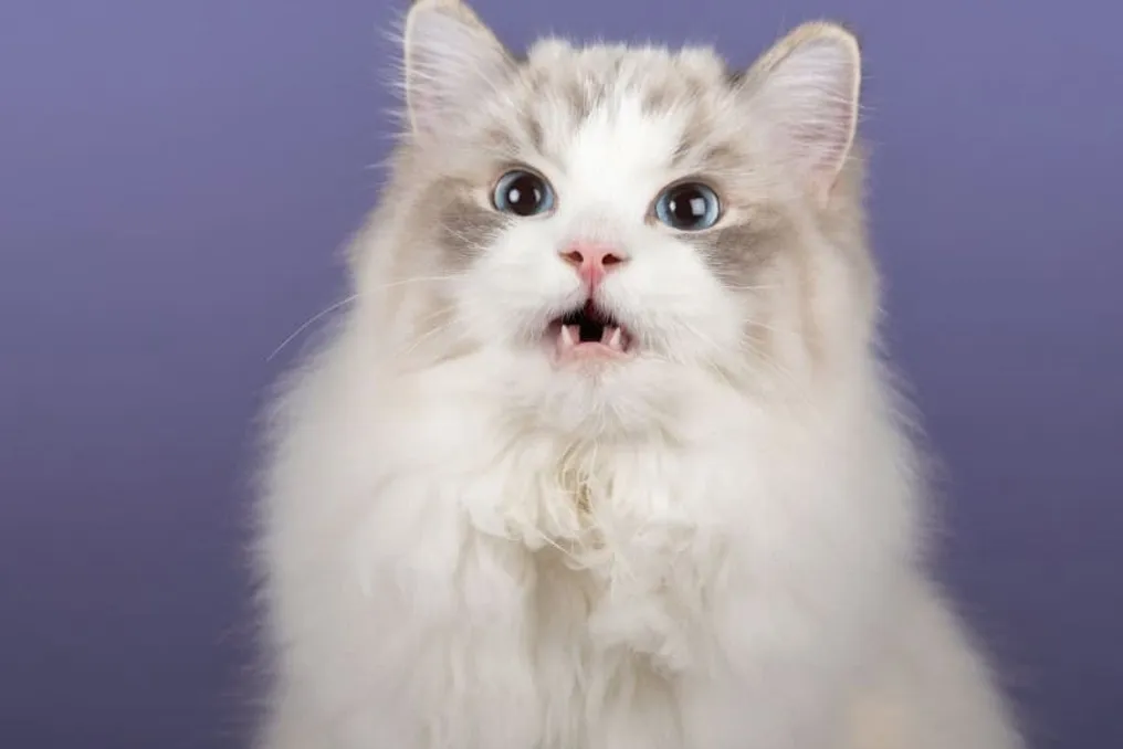 The behavior of opening the mouth in cats when smelling odors is the Flehmen response