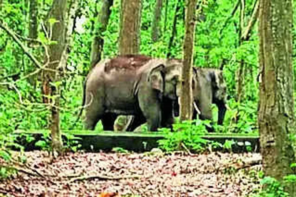 Supreme Court orders new inspection of elephant migration corridors between states