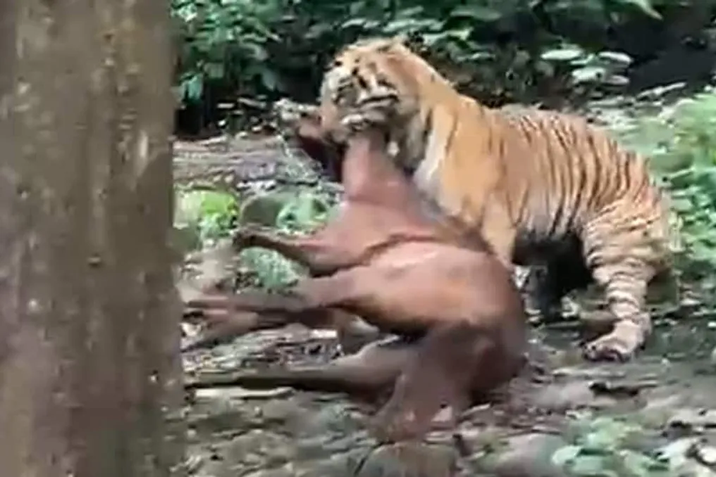 Tiger hunts horse among settlements and drags it into the forest