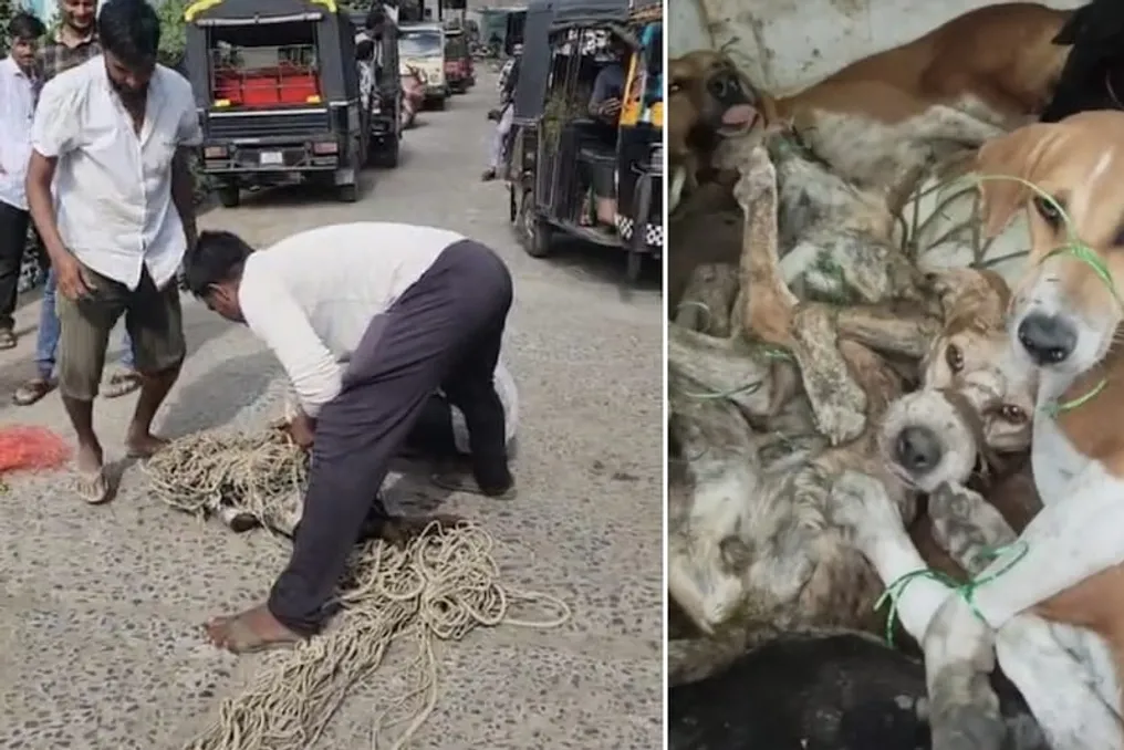 Municipal corporation detained 200 stray dogs in Karanja city over a week following attacks