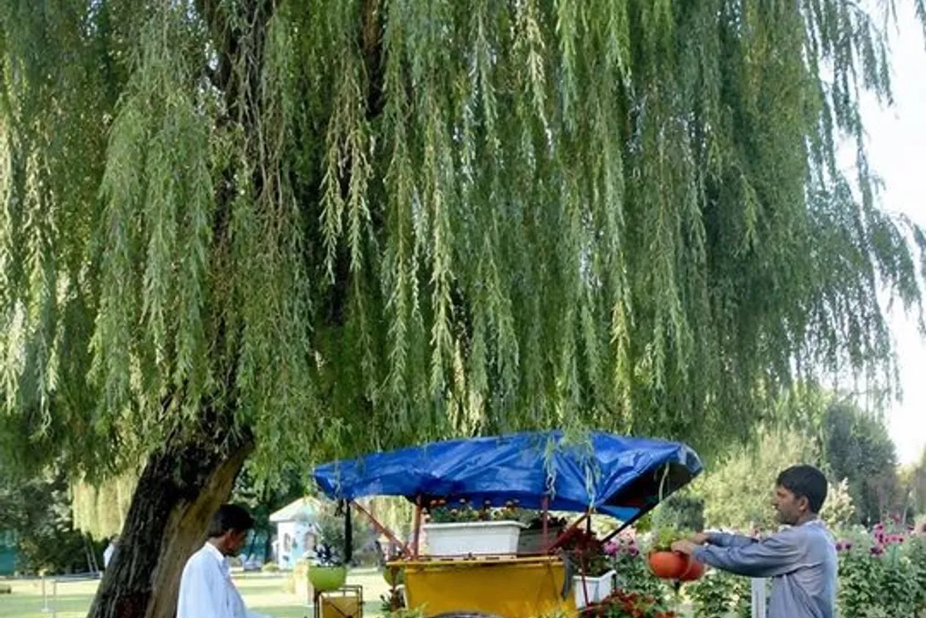Jardim de flores aberto em Srinagar, criado a partir de carros antigos, garrafas e tratores