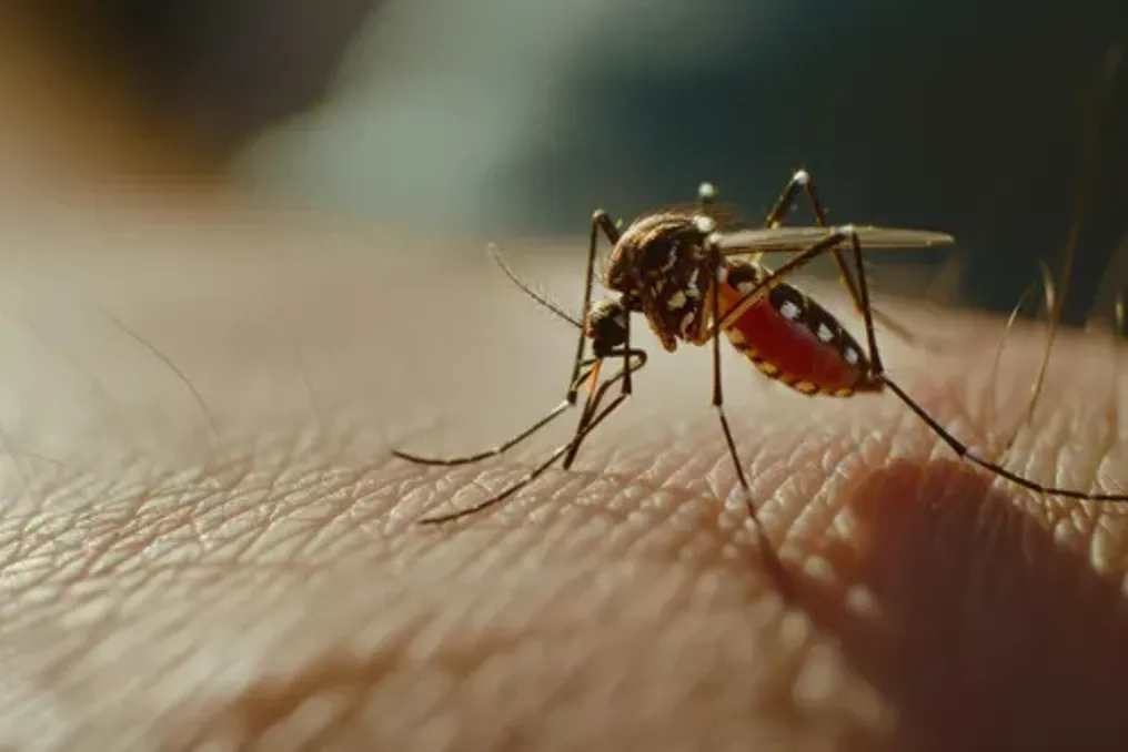 Dois funcionários de aeroporto alemão morrem de malária após infecção por mosquito a bordo de voo