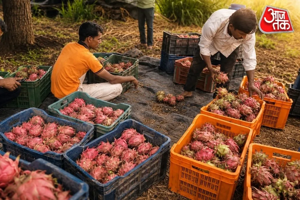 Two Farmers from Jalna Start Growing Dragon Fruit Using Mobile Technology and Achieve Significant Income