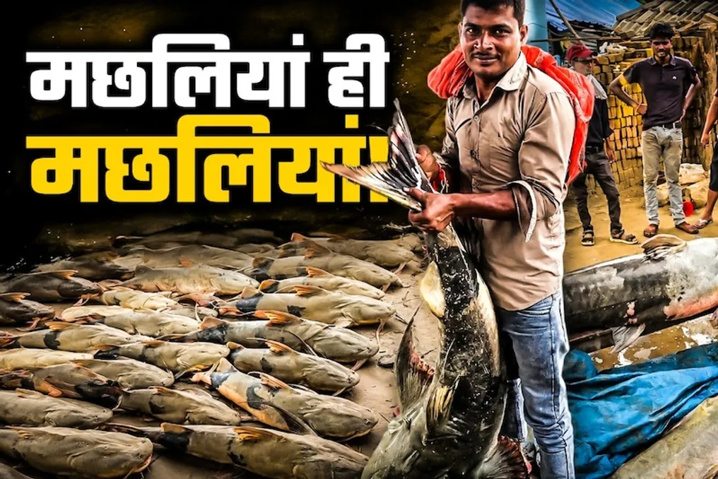 Giant fish weighing up to 100 kg arrived in Bihar from Nepal after flooding