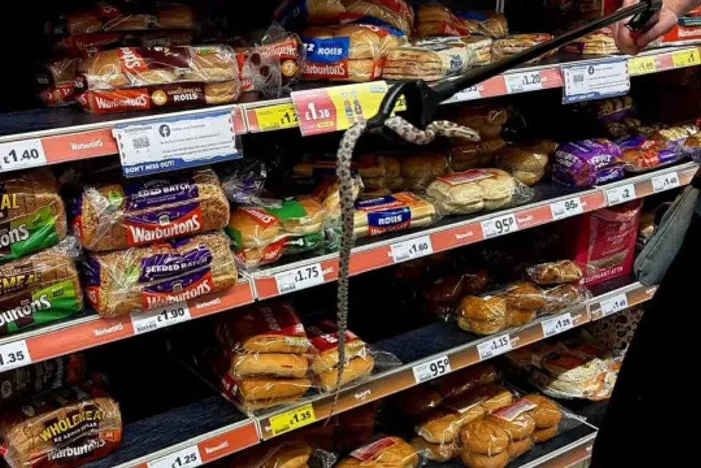 Réptil foi encontrado na seção de pães de um supermercado na Inglaterra