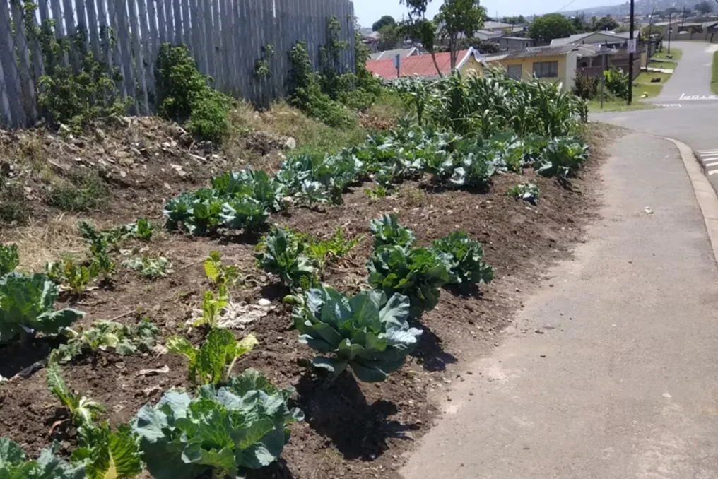 Potencial da coleta urbana na África do Sul: recomendações para uso sustentável de recursos naturais