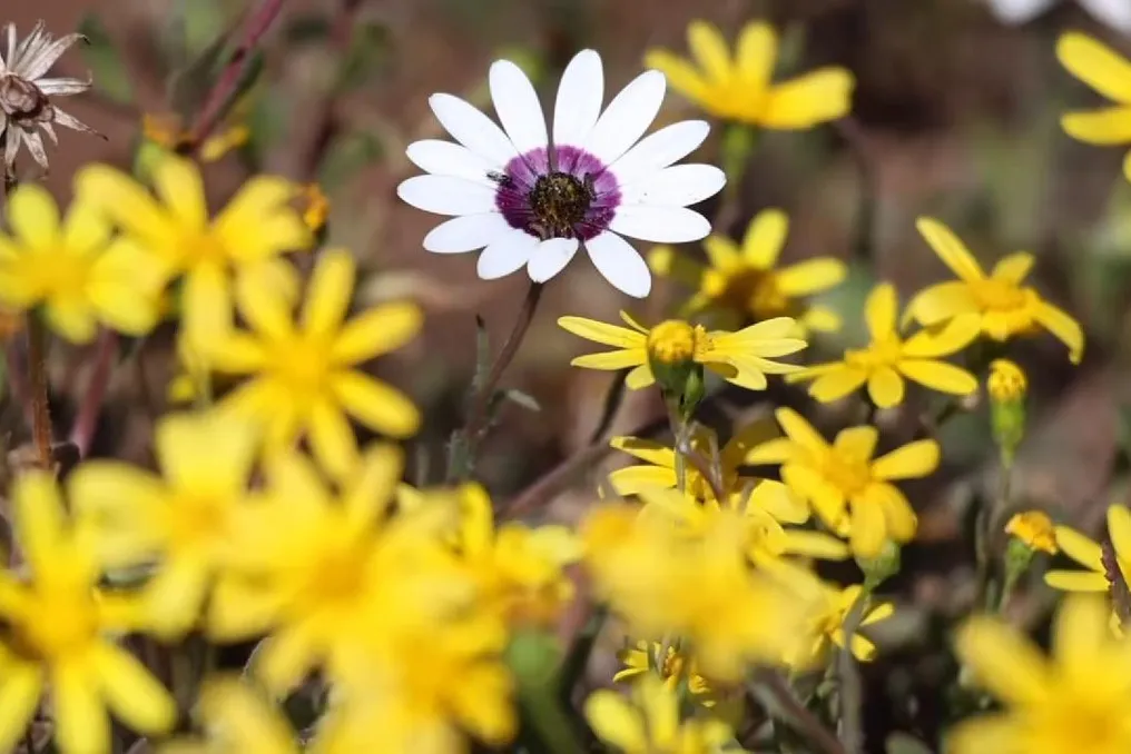 South African Desert Turns into Field of Flowers in Spring