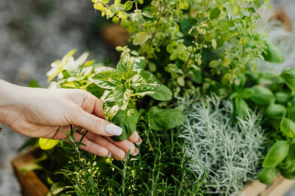 Brazil's difficulty in converting medicinal plants into pharmaceutical products despite its biodiversity