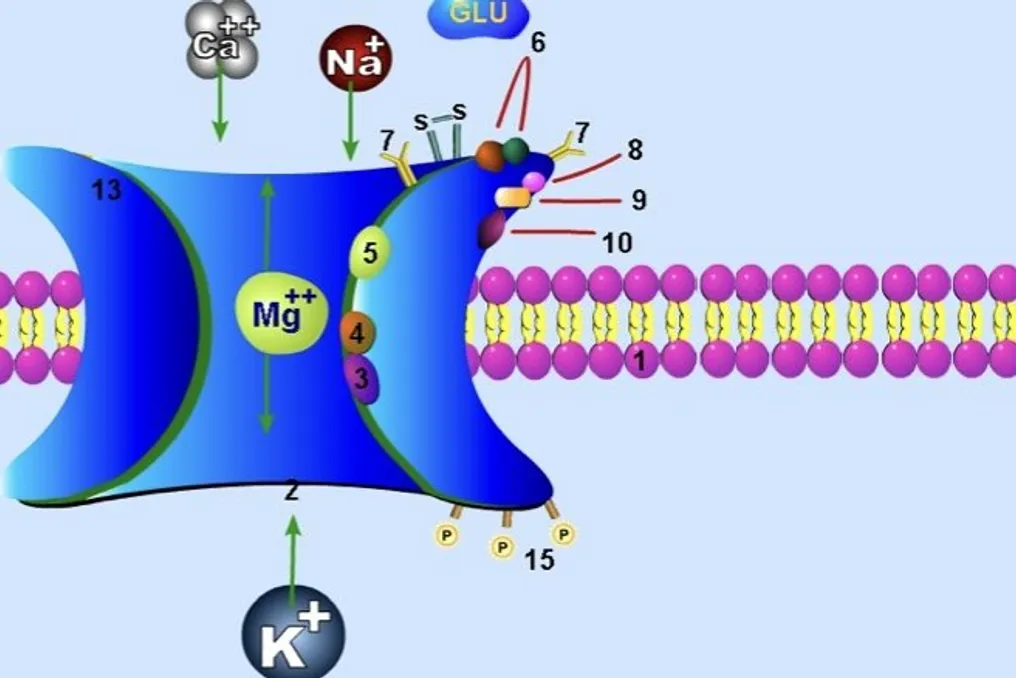 Study shows that NMDA receptor autoantibodies reduce the severity of depression after TBI