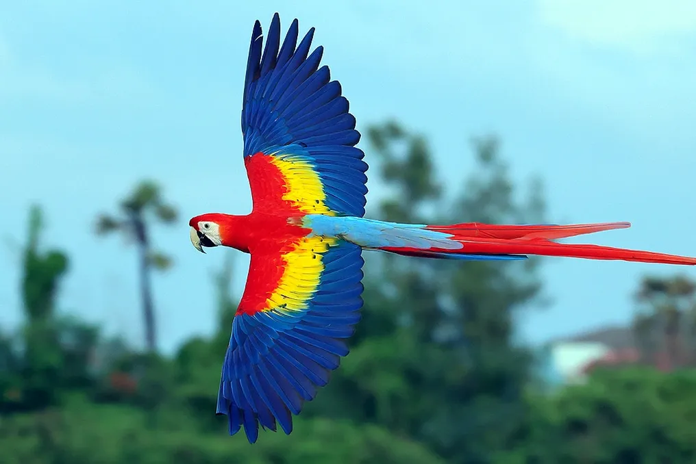 Beautiful Scarlet Macaws Leave Their Chicks to Starve