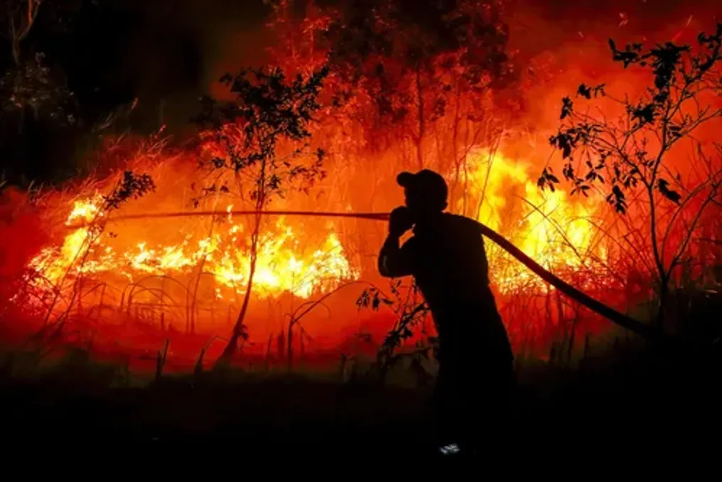 Increase in palm oil biofuel production in Indonesia leads to destruction of tropical forests