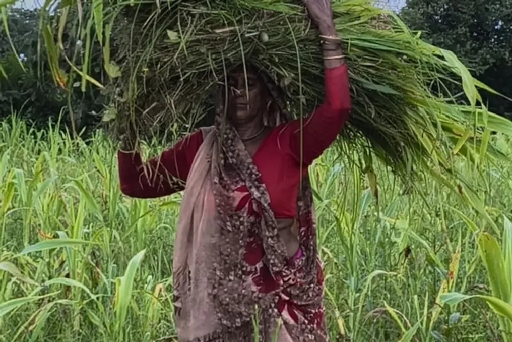 Uttar Pradesh qishloq hududlarida fermerlar xarajatlarni kamaytirish va foydani oshirish uchun organik dehqonchilikka oʻtishmoqda