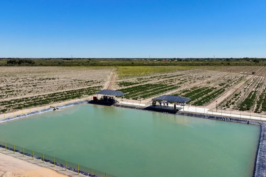 Método desenvolvido em Karakalpakstan para cultivar pomares em solos salinos com economia de água