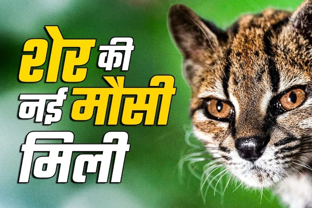 Scientists discover a new wild cat species in Bolivia, the first such discovery in a century