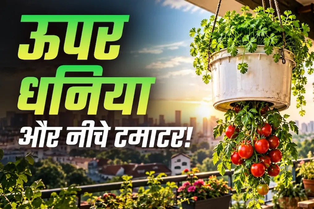Tomato Hanging Method: How to Grow Two Types of Greens in One Barrel for a Small Balcony