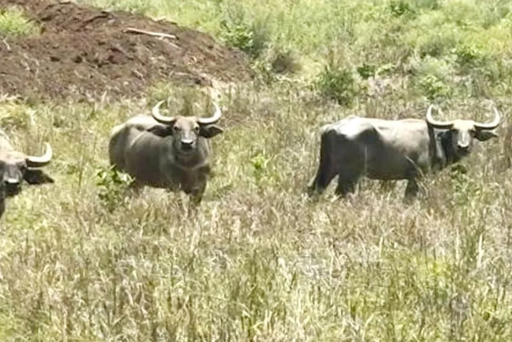 Populações de Gaur e Búfalos Selvagens Estão Sendo Restauradas em Reservas de Bandhavgarh e Kanha