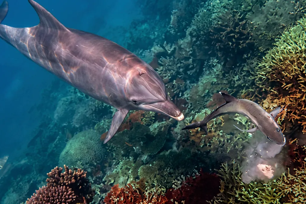 Avstraliyadagi delfin baliq ovlash uchun gʻayritabiiy usuldan foydalanadi, qusishga undaydi va uni isteʼmol qiladi