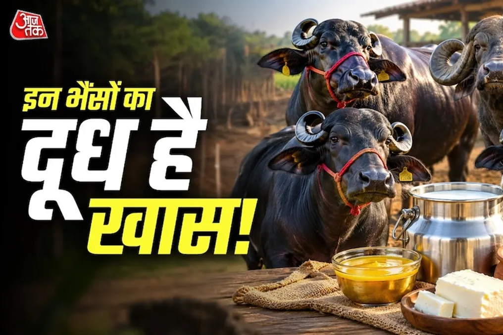 कौन सी भैंस की नस्लें तेल और घी उत्पादन के लिए वसा का स्रोत मानी जाती हैं