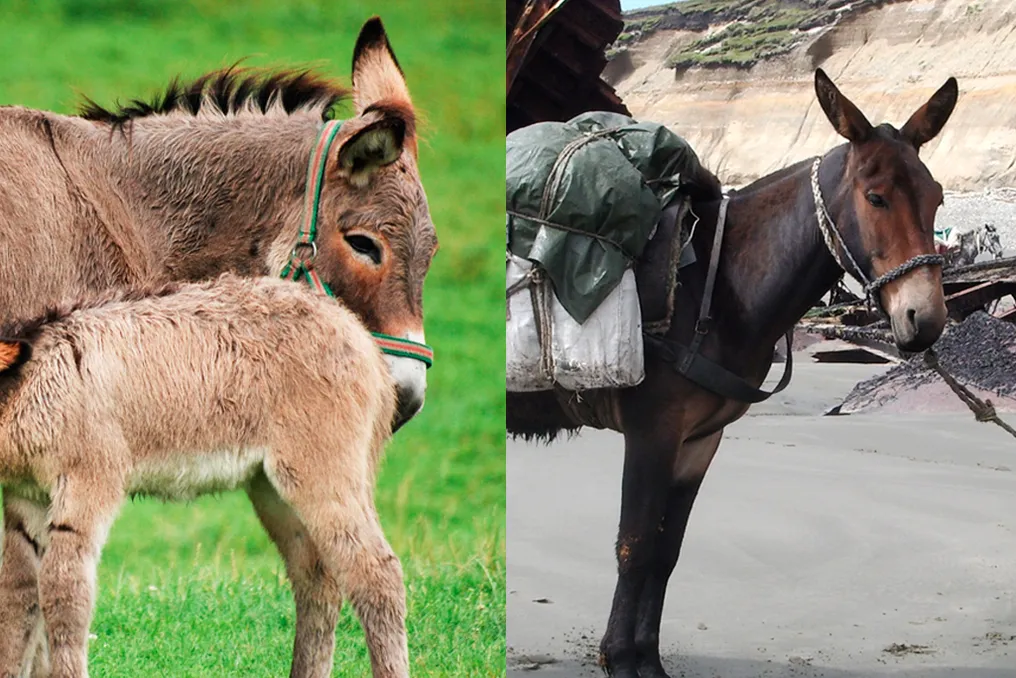 Diferenças entre jumento, mula, burro, jegue e asno