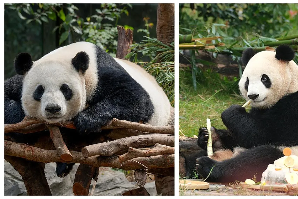 China envia dois pandas gigantes para o Zoológico de Atlanta para programa de conservação